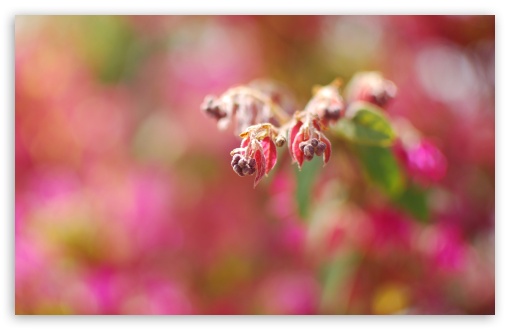 Download Red Plant Buds Macro UltraHD Wallpaper