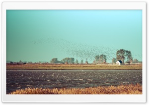 Flock of Birds, Fischland...