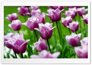 Purple Parrot Tulips