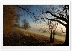 Autumn Foggy Morning