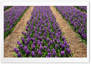 Purple Hyacinth Field, Spring