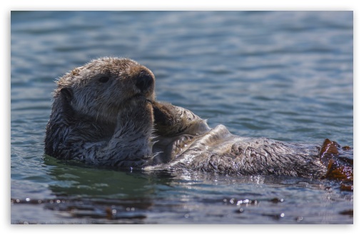 Download Sea Otter Eating UltraHD Wallpaper