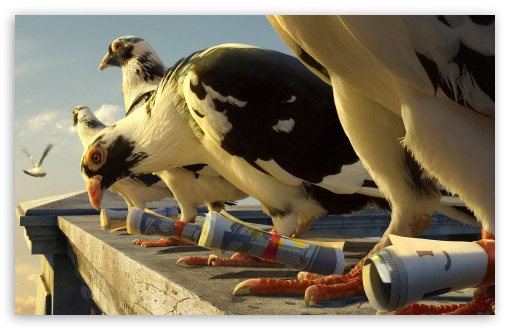 Download Homing Pigeons UltraHD Wallpaper