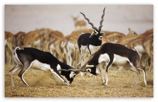 Download Blackbuck Antelopes UltraHD Wallpaper