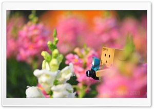 Danbo Lost In The Flower Sea...