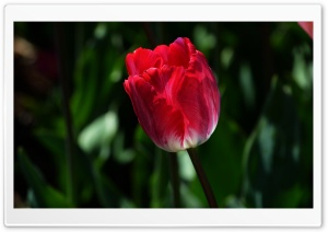 Alone Tulip