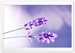 Two Lavender Flowers