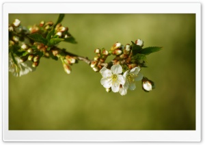 Cherry Tree Buds