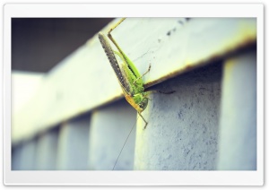 Armenia, Grasshopper