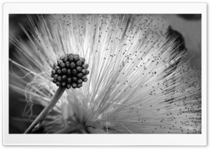 Fluffy Flower Black And White