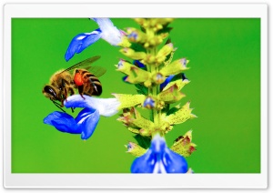 Bee, Ant, Blue Flower