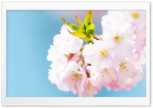 Cute Cherry Blossom