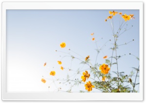 Yellow Flowers In Sunlight