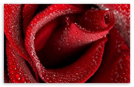 Download Red Rose UltraHD Wallpaper