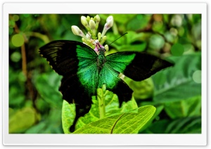 Green Butterfly