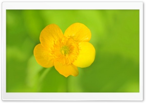 Meadow Buttercup