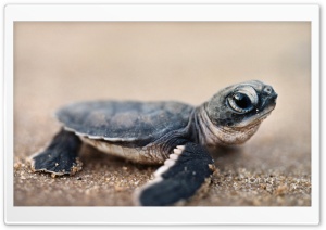 Bing Baby Turtle