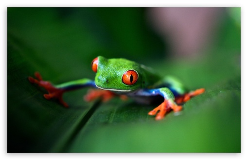 Download Red-eyed tree frog Macro UltraHD Wallpaper