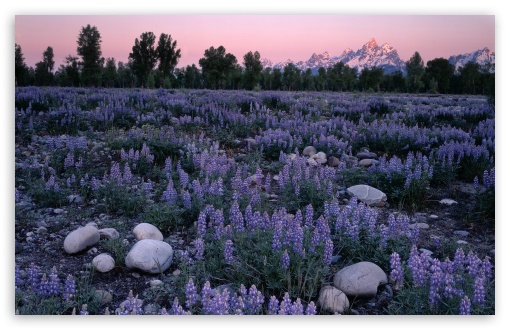 Download Sunrise Glow On A Field Of Lupine And The... UltraHD Wallpaper