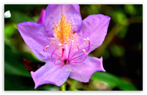 Download Purple Flower In The Backyard UltraHD