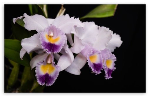 Download Cattleya Gaskelliana Coerulea Orchids Flowers UltraHD Wallpaper