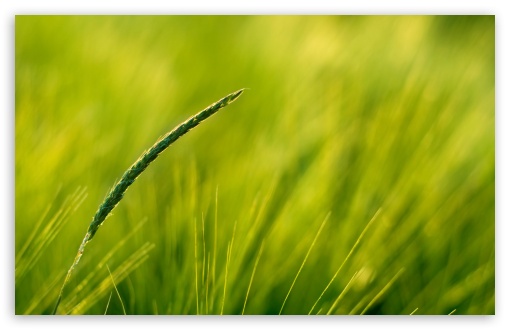 Download Summer Green Grass UltraHD Wallpaper