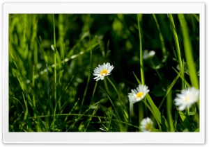 Daisies And Green Grass