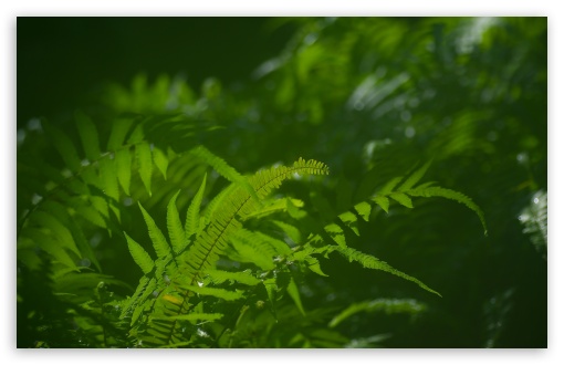 Download Green Ferns Macro UltraHD Wallpaper