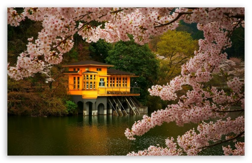 Download Cherry Blossom UltraHD Wallpaper