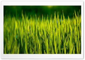 Summer Grass Macro