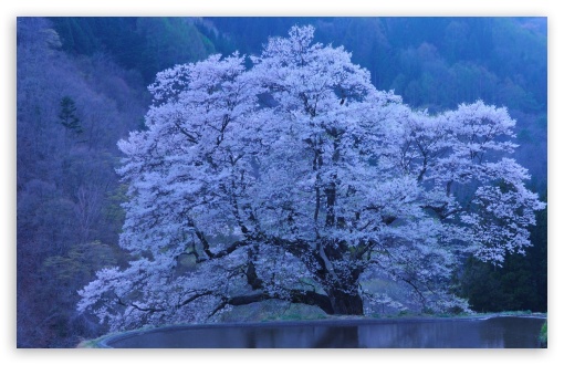 Download Beautiful Blossomed Tree UltraHD Wallpaper