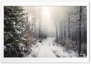 Winter, Trees, Forest, Snow,...