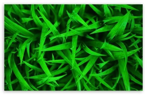 Download Green Grass Macro UltraHD Wallpaper