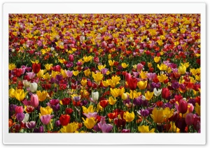 Spring Pink and Yellow Tulips