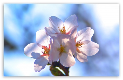 Download Cherry Blossom UltraHD Wallpaper