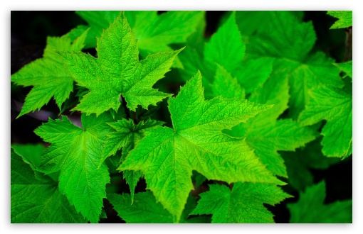Download Green Leaves UltraHD Wallpaper