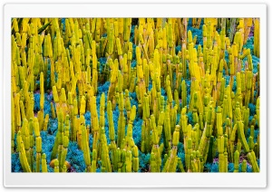 California Cactus Plants