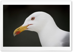 Camogli Seagull