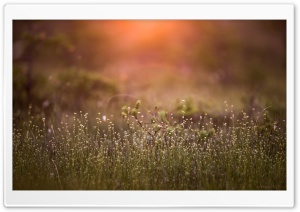 Morning On A Swamp