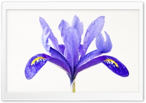 Water Drops on a Purple Iris...