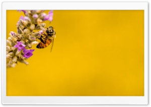 Bee, Lavender Plant, Yellow...