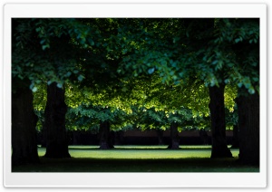 Green Trees, Nature Photography