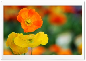 Colorful Poppies Flowers
