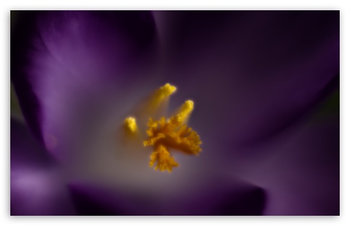 Download Crocus Flower Stamens UltraHD Wallpaper