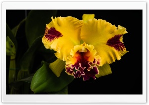 Beautiful Yellow Orchid