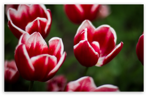 Download Red Tulip with White Edges Close-up UltraHD Wallpaper