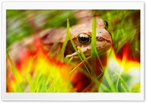 Fire Frog