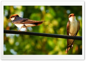 Birds - Shoaib Photography -