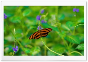 Butterfly on a Purple Flower