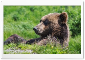 Grizzly Bear Sunning Himself